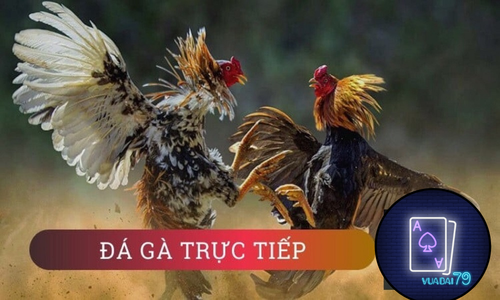 đá gà trực tiếp