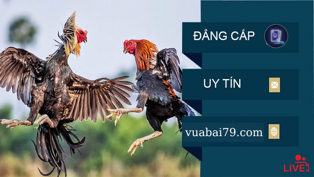 trực tiếp đá gà