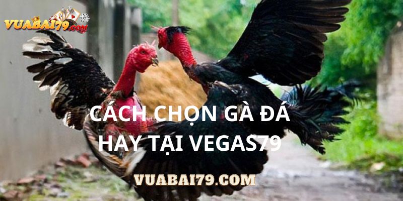 cách chọn gà đá hay