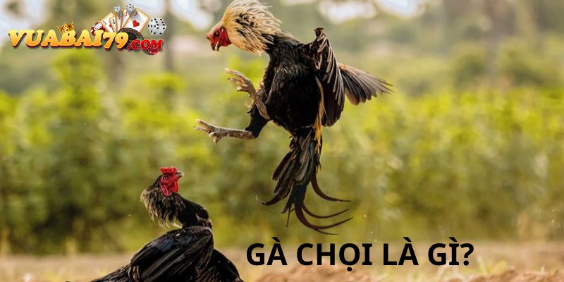 đá gà chọi