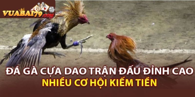 đá gà cựa dao