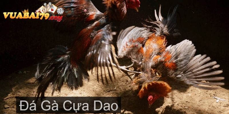 đá gà cựa dao