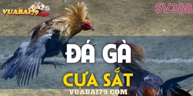 đá gà sv388