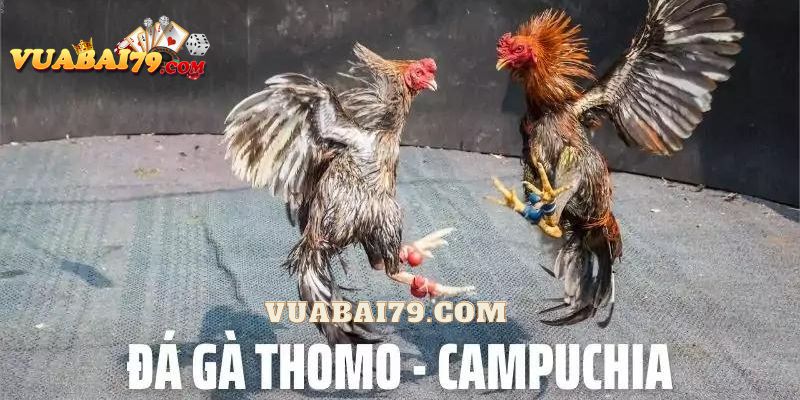 đá gà thomo