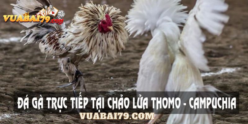 đá gà thomo