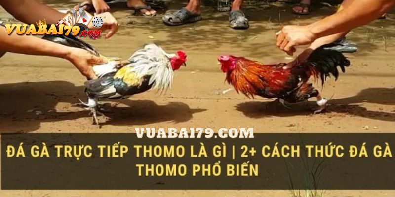 đá gà thomo