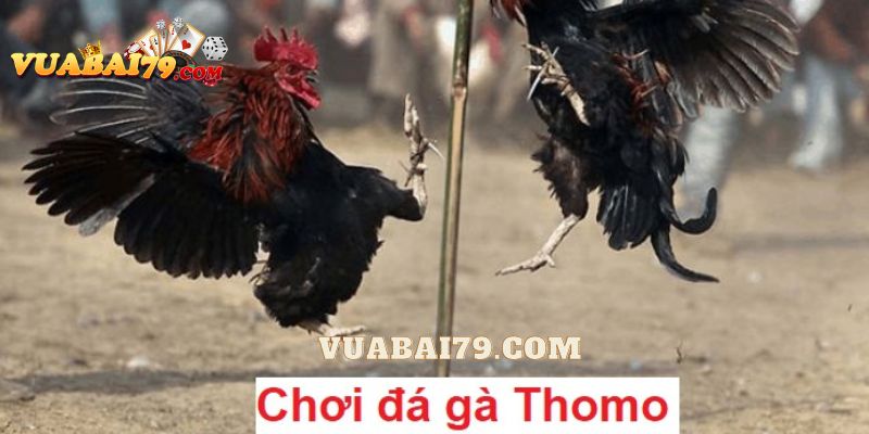 đá gà thomo