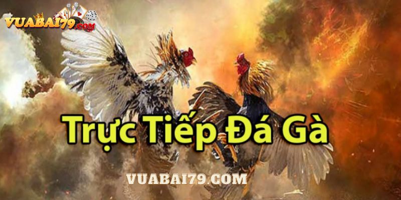 trực tiếp đá gà tre