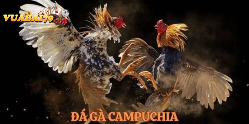 trực tiếp đá gà campuchia