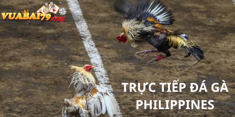 trực tiếp đá gà philippines