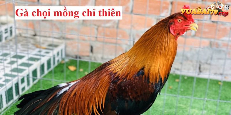 gà mồng chỉ thiên