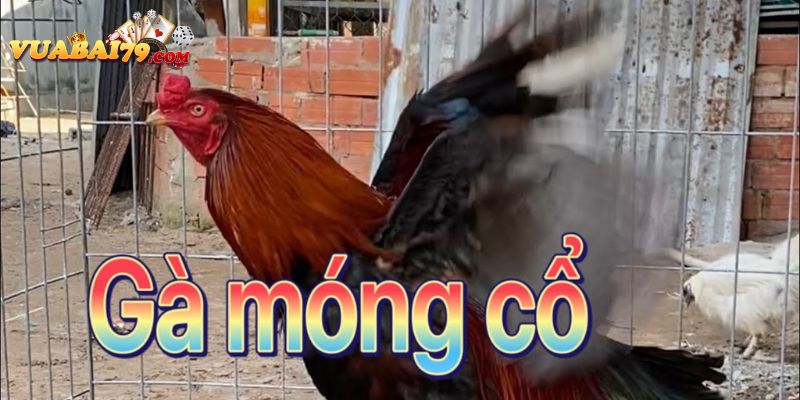 gà móng cổ