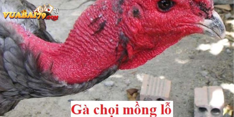 gà mồng lỗ