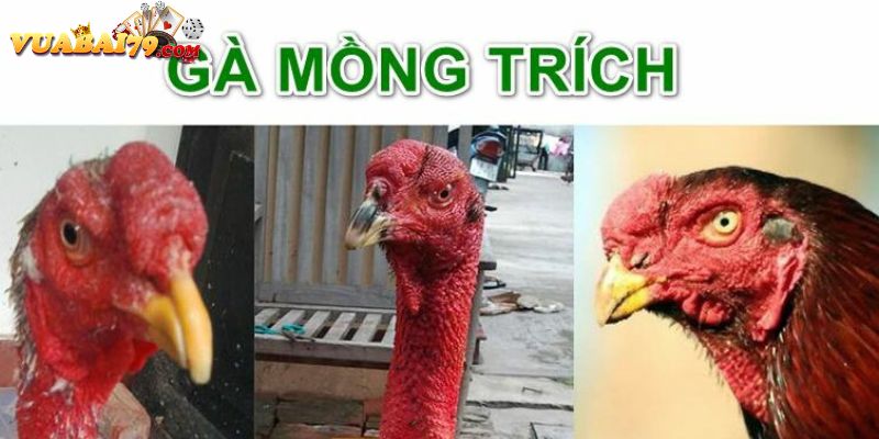 gà mồng trích