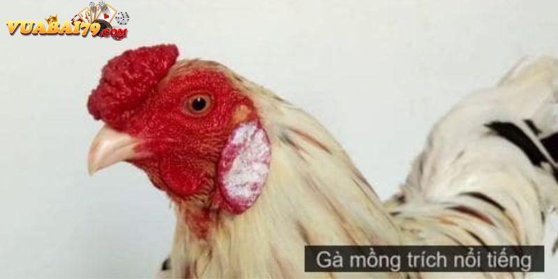 gà mồng trích