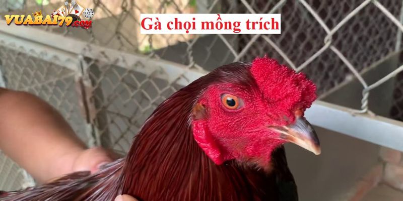 gà mồng trích