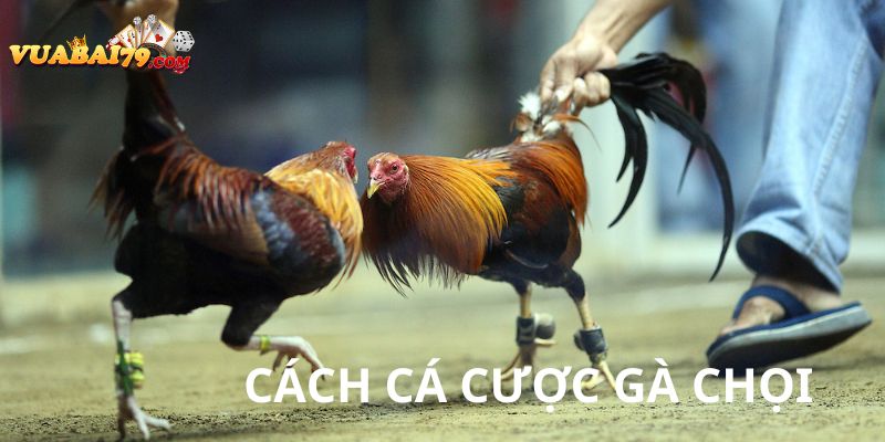 cách cá cược gà chọi