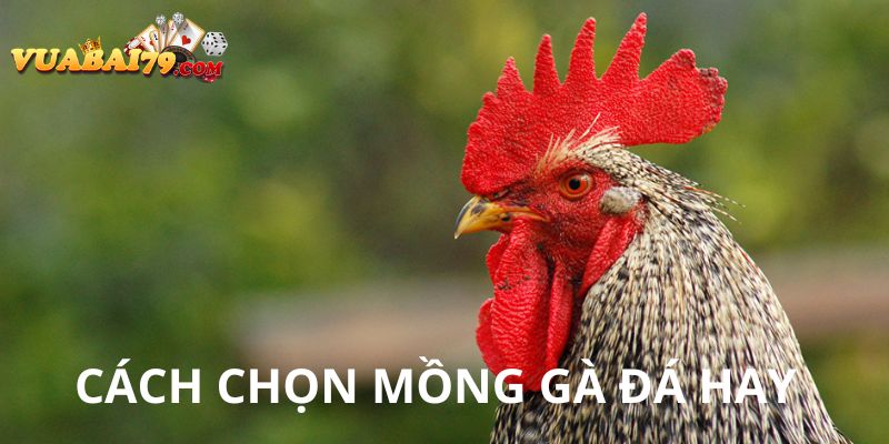 cách chọn mồng gà đá