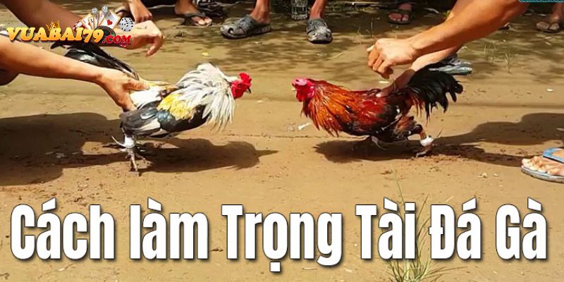 cách làm trọng tài đá gà