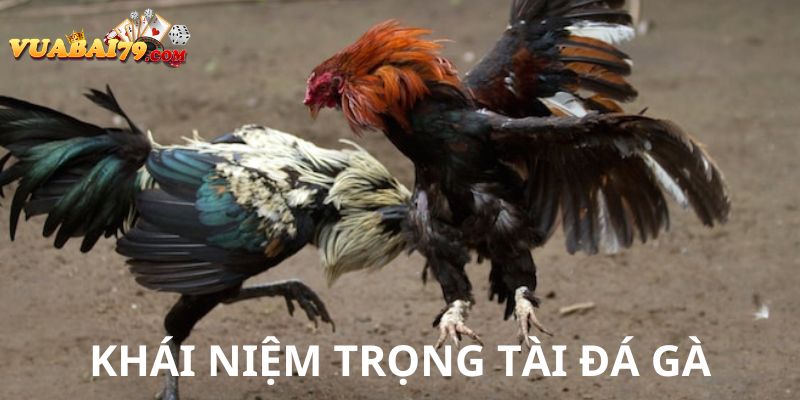 cách làm trọng tài đá gà