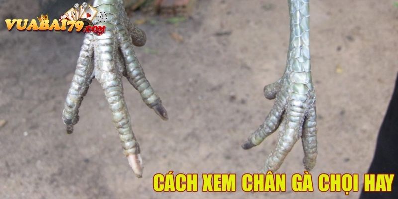 gà chọi chân sâu đo