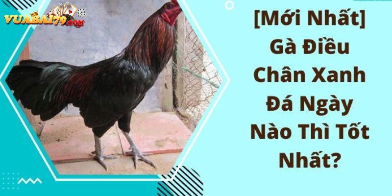 gà điều xanh mạng gì