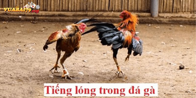 tiếng lóng trong đá gà