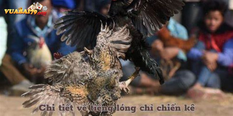 tiếng lóng trong đá gà