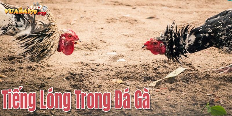 tiếng lóng trong đá gà